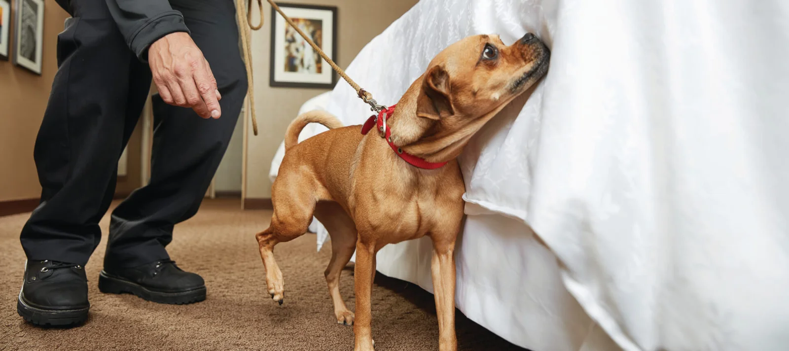 Chien détecteur de punaises de lit à Asnières-sur-Seine