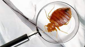 Détection scientifique des punaises de lit par nos chiens à Neuilly-sur-Seine