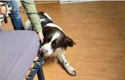 Chien détecteur de punaises de lit à Issy-les-Moulineaux