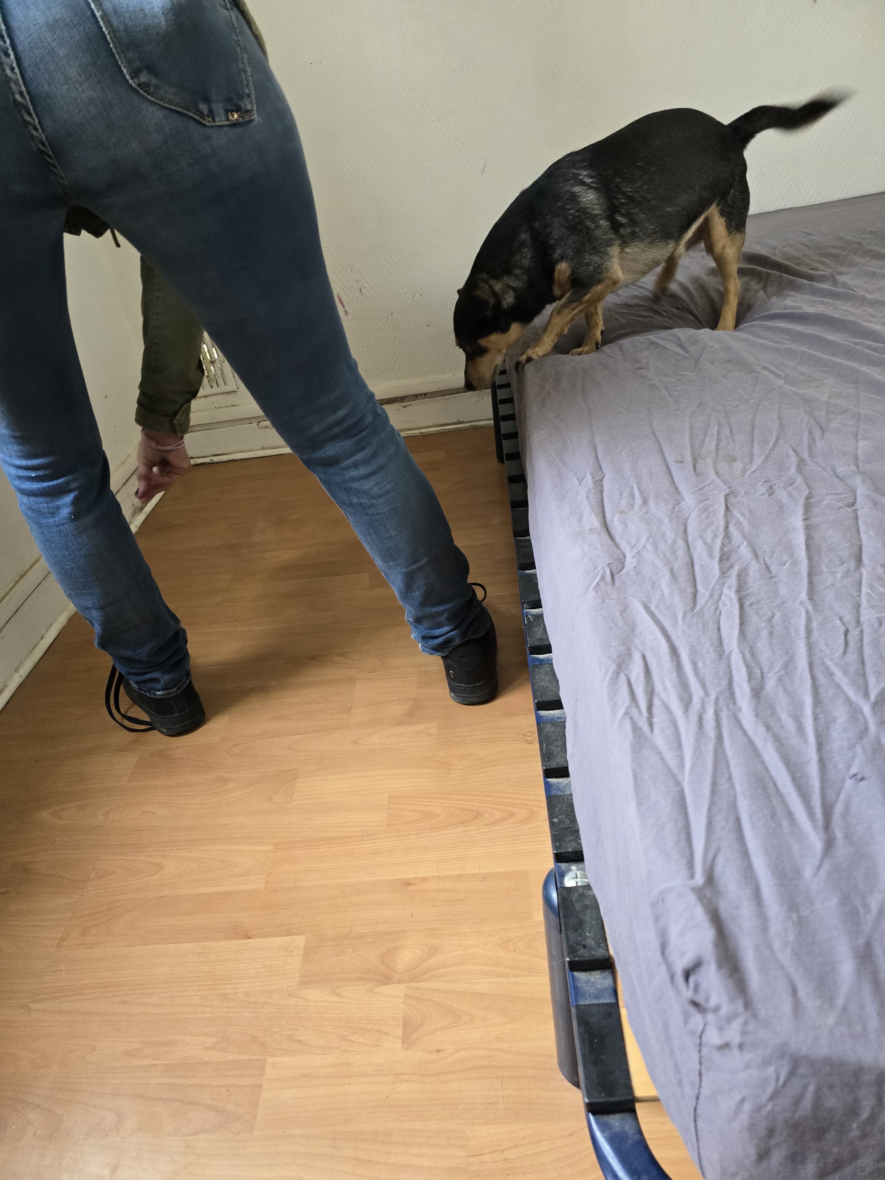 Chien détecteur de punaises de lit à Colombes 92700