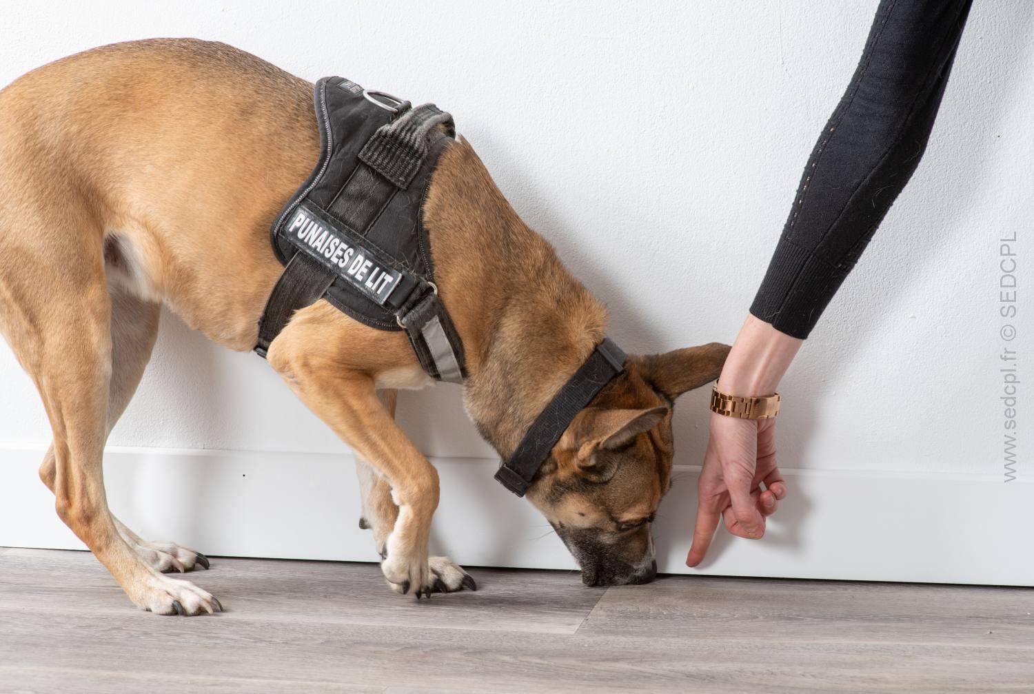 Chien détecteur de punaises de lit à Antony 92160